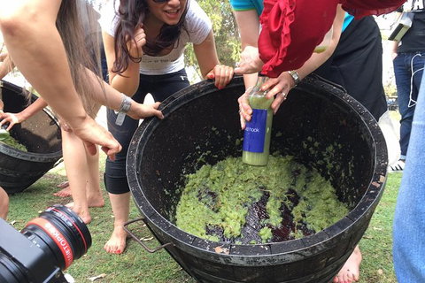 Hunter Valley Grape Stomping - Tweed Heads Accommodation 3