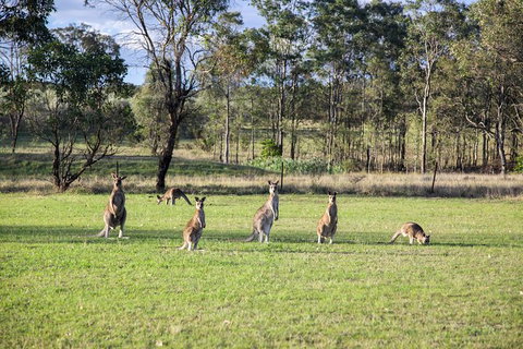 Private Full-Day Wine Tour In Hunter Valley - Tweed Heads Accommodation 2