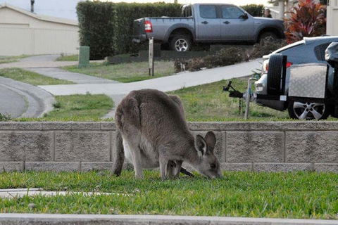 Urban Kangaroos And Pelican Feeding - Tweed Heads Accommodation 3
