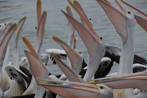 Urban Kangaroos And Pelican Feeding - Tweed Heads Accommodation 5