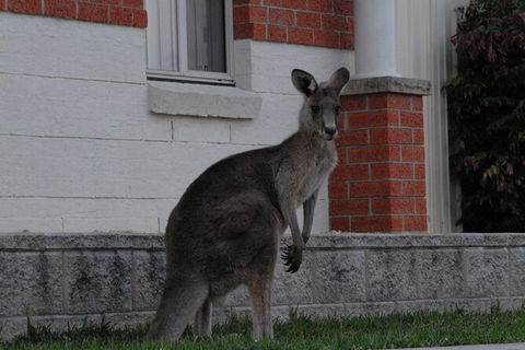 Urban Kangaroos And Pelican Feeding - Tweed Heads Accommodation 0