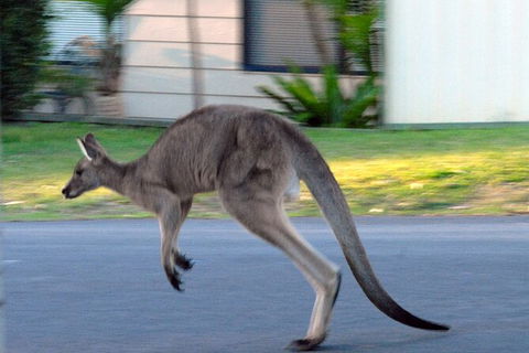 Urban Kangaroos And Pelican Feeding - Tweed Heads Accommodation 1