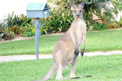 Urban Kangaroos And Pelican Feeding - Tweed Heads Accommodation 4