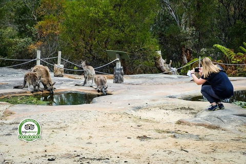 Australian Pearl Experience & Kangaroo Encounter Day Trip From Sydney - Tweed Heads Accommodation 4