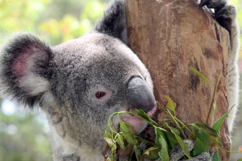 Private 10-hour Tour To Blue Mountains From Sydney - Hotel Pick Up & Drop Off - Tweed Heads Accommodation 2