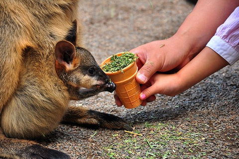 Blue Mountains Highlights & Wildlife Park - Tweed Heads Accommodation 3