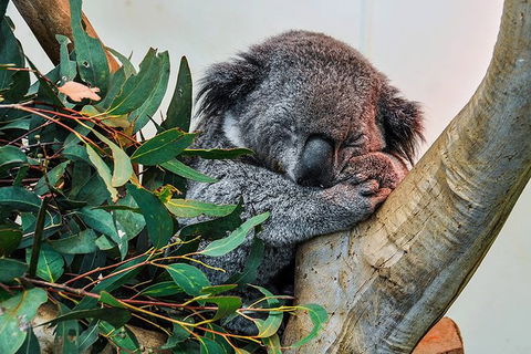Blue Mountains Highlights, Wildlife Park And Scenic World Full Day Private Tour - Tweed Heads Accommodation 1