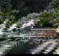 Everglades Eco Safari to Australia's Everglades - Tweed Heads Accommodation
