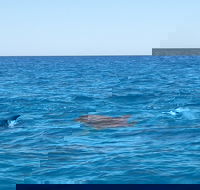 Noosa Wild Dolphin Safari - Tweed Heads Accommodation