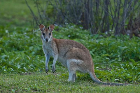 Cairns 4WD Waterfall And Rainforest Tour Including Kuranda Scenic Railway - Tweed Heads Accommodation 7