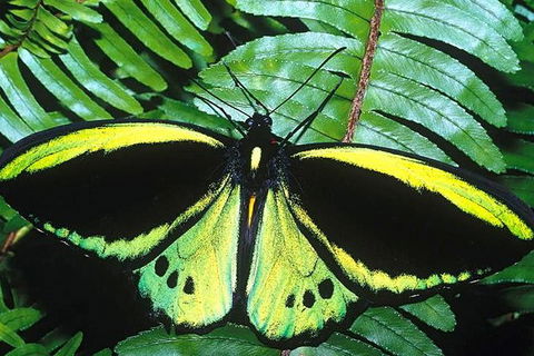 Cairns 4WD Waterfall And Rainforest Tour Including Kuranda Scenic Railway - Tweed Heads Accommodation 1