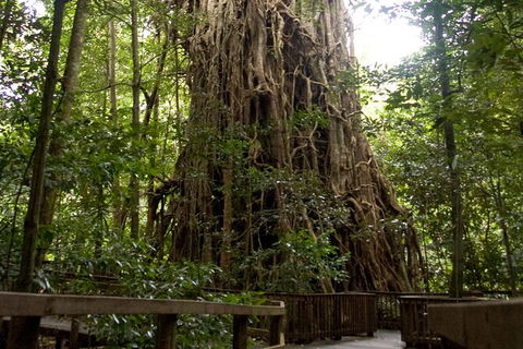 Cairns 4WD Waterfall And Rainforest Tour Including Kuranda Scenic Railway - Tweed Heads Accommodation 5