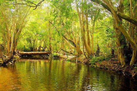 Cairns 4WD Waterfall And Rainforest Tour Including Kuranda Scenic Railway - Tweed Heads Accommodation 9