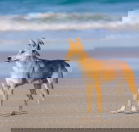 Fraser Island 4WD Tour from Rainbow Beach - Tweed Heads Accommodation