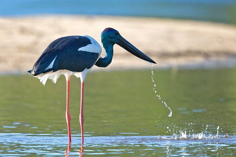 Daintree River Sunset Cruise - Tweed Heads Accommodation 8