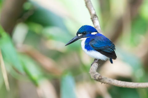 Daintree River Sunset Cruise - Tweed Heads Accommodation 10