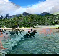 Afternoon Beach Horse Ride in Cape Tribulation - Tweed Heads Accommodation
