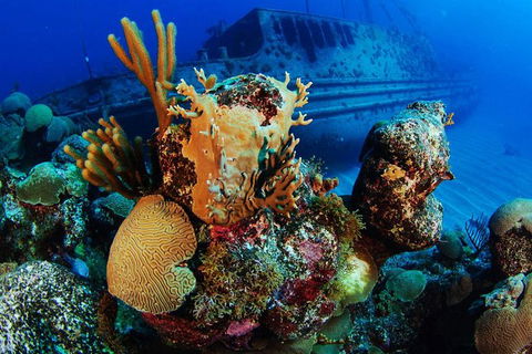 PADI Diving Courses On The Gold Coast - Tweed Heads Accommodation 3