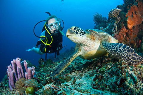 PADI Diving Courses On The Gold Coast - Tweed Heads Accommodation 1