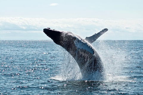 PRIVATE Whale Watching Tour - Up To 11 People In Your Group - Tweed Heads Accommodation 0