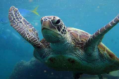 2 Night Whitsunday Islands Cruise On Atlantic Clipper From Airlie Beach - Tweed Heads Accommodation 6