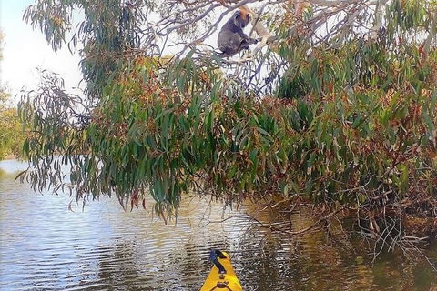 Kangaroo Island Self-Guided Kayaking On The Harriet River - Tweed Heads Accommodation 5