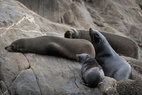 Kangaroo Island Ocean Safari - Snorkeling Safari - Tweed Heads Accommodation 7