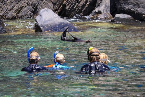 Kangaroo Island Ocean Safari - Snorkeling Safari - Tweed Heads Accommodation 4