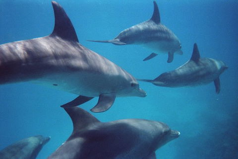 Kangaroo Island Ocean Safari - Snorkeling Safari - Tweed Heads Accommodation 3