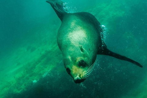 Kangaroo Island Ocean Safari - Snorkeling Safari - Tweed Heads Accommodation 5