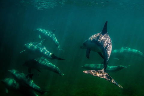 Kangaroo Island Ocean Safari - Snorkeling Safari - Tweed Heads Accommodation 1
