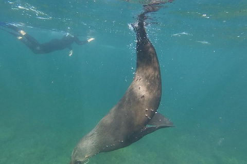 Kangaroo Island Ocean Safari - Snorkeling Safari - Tweed Heads Accommodation 6