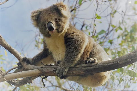 Kangaroo Island Scenic Trail Tour - Tweed Heads Accommodation 2
