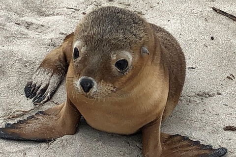 Kangaroo Island Scenic Trail Tour - Tweed Heads Accommodation 6