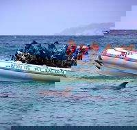Kangaroo Island 75-Minute Ocean Safari - Tweed Heads Accommodation