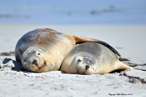 NEW TOUR - Kangaroo Island Road To Recovery Tour (1 Day/1 Night) - Tweed Heads Accommodation 3