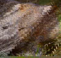 Cradle Mountain Wildlife Spotting after Dark - Tweed Heads Accommodation