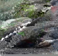 After Dark Tasmanian Devil Feeding Tour at Cradle Mountain - Tweed Heads Accommodation