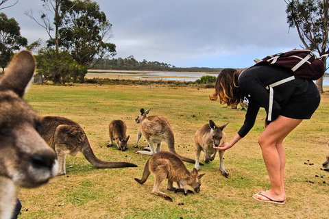 4-Day Fabulous Tasmania Tour: Wineglass Bay, Port Arthur, Devils & Bruny Island - Tweed Heads Accommodation 5