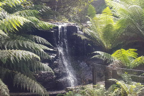 Mt. Wellington Morning Hike + Afternoon Beer & History Walk - Tweed Heads Accommodation 16