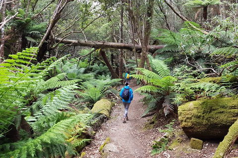 Mt. Wellington Morning Hike + Afternoon Beer & History Walk - Tweed Heads Accommodation 7