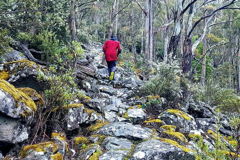 Mt. Wellington Morning Hike + Afternoon Beer & History Walk - Tweed Heads Accommodation 8