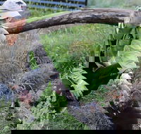 1-Hour Tasmanian Devil Feeding Day Tour at Cradle Mountain - Tweed Heads Accommodation