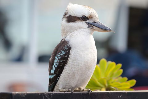PRIVATE Great Ocean Road Tour And 12 Apostles With Wildlife Spotting - Tweed Heads Accommodation 9