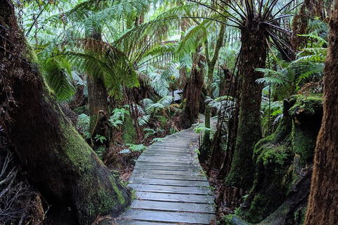 PRIVATE Great Ocean Road Tour And 12 Apostles With Wildlife Spotting - Tweed Heads Accommodation 8