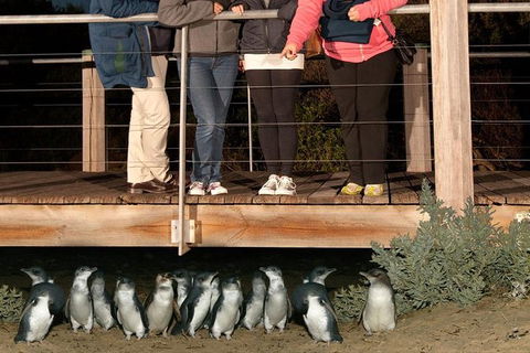Experience Phillip Island From Inches - Tweed Heads Accommodation 3