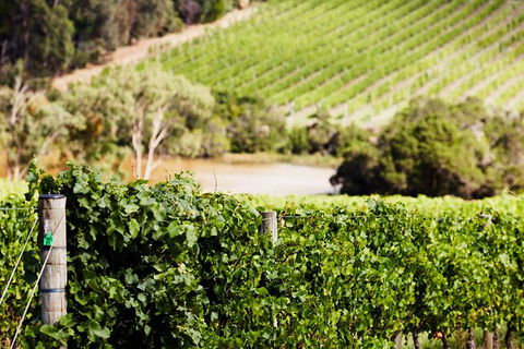 Mornington Peninsula 2-6 Guests With Lunch And Art Walk At Pt Leo Estate - Tweed Heads Accommodation 5