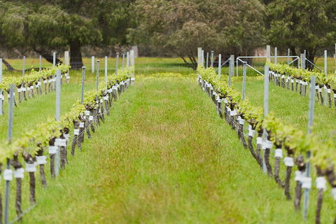 Organic Vineyard/Farm Tour - Tweed Heads Accommodation 4