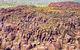 2 Nights At Bungles Wilderness Lodge - Explore The Northern & Southern Gorge - thumb 2