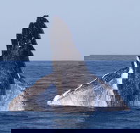 Full-Day Whale Watching Snorkeling and Swimming at Coral Bay - Tweed Heads Accommodation